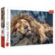 Puzzle 1000 - Śpiący lew