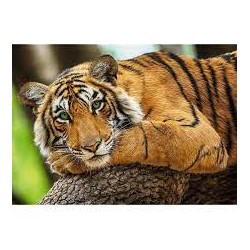 Puzzle 500 - Portret Tygrysa